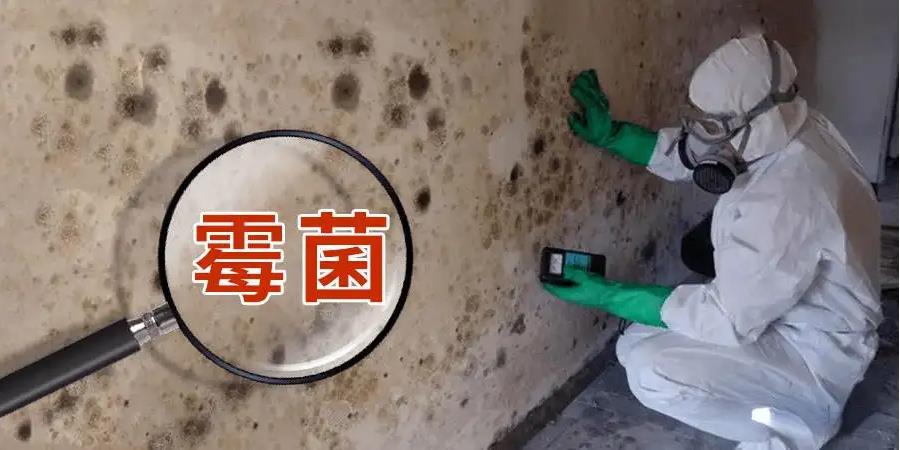 霉菌的危害 霉菌的危害